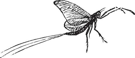Mayfly, vintage engraving. vector