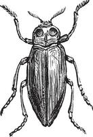 Borer, vintage engraving. vector