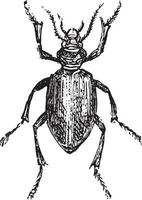 Calosoma sycophanta, vintage engraving. vector