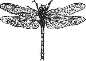 Demoiselle or dragonfly, vintage engraving. vector