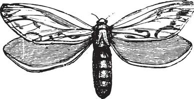 Hepialidae, vintage engraving. vector