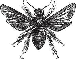 Violet carpenter bee, vintage engraving. vector