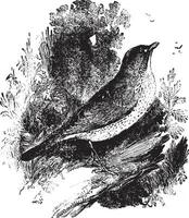 Bicknell's thrush, vintage engraving. vector