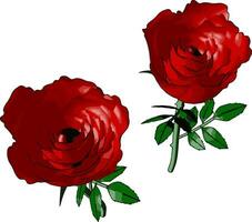 Red rose, illustration, vector on white background.