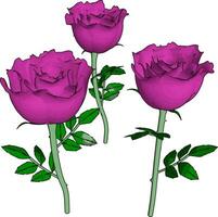 Pink rose, illustration, vector on white background.