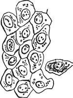 Simple epithelium cells, vintage engraving. vector