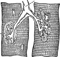 Nerve ending in muscle-fibers, vintage engraving. vector