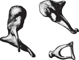 Bones of ear- hammer, anvil, stirrup, vintage engraving. vector