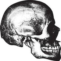 lado ver de cráneo, Clásico grabado. vector