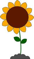 Big sunflower vector or color illustration