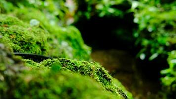 grön frodig lövverk mossa och ormbunke i friskhet växt garde, regnskog. video