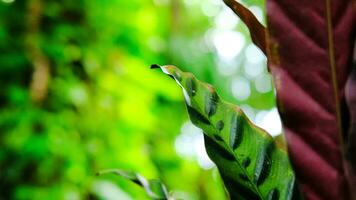 verde lozano follaje musgo y helecho en frescura planta guardia, selva. video