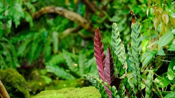grön frodig lövverk mossa och ormbunke i friskhet växt garde, regnskog. video