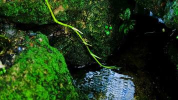 verde exuberante folhagem musgo e samambaia dentro frescor plantar jardim, floresta tropical. video