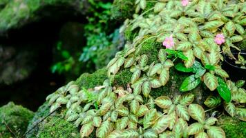 verde exuberante folhagem musgo e samambaia dentro frescor plantar jardim, floresta tropical. video