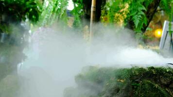 verde exuberante folhagem musgo e samambaia dentro frescor plantar garde com uma enevoado clima video