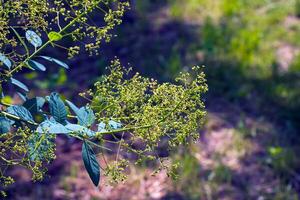 Cotinus coggygria, rhus cotinus, smoketree, smoke tree, smoke bush, or dyer's sumach is a species of flowering plant. Natural green and pink flower background photo