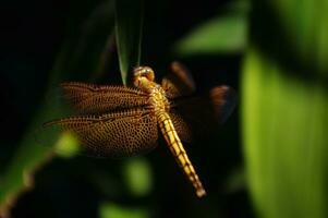 A close up picture of The Yellow Grasshawk, or Common Parasol or Grasshawk dragonfly or Neurothemis fluctuans photo