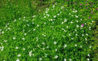 Geranium sanguineum Album a summer flowering plant with a white summertime flower which open from June to September which is commonly known as cranesbill. photo