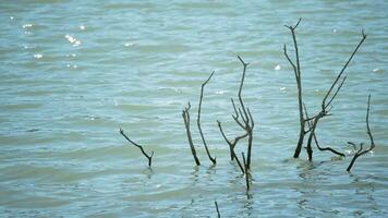 branche submergé dans une marais ou Lac video