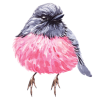 Pink Robin's illustration painted with watercolor.Hand painted pink cute bird with watercolor.Poultry living in ferny temperate rainforest. png
