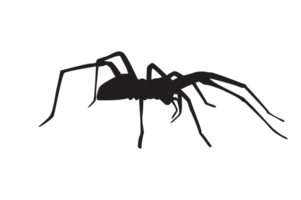 Tier-Insekt-Spinne Silhouette Muster Hintergrund png