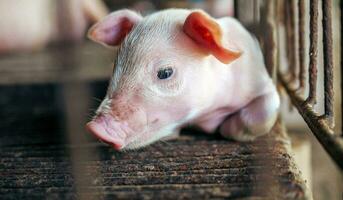 A week-old piglet cute newborn on the pig farm with other piglets, Close-up photo