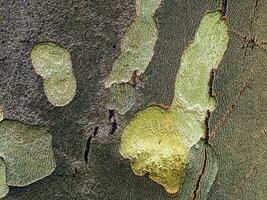 Texture of the bark of the Oriental sycamore tree or Platanus orientalis in Latin. Natural military background. photo