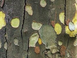 Texture of the bark of the Oriental sycamore tree or Platanus orientalis in Latin. Natural military background. photo