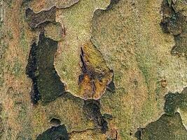 Texture of the bark of the Oriental sycamore tree or Platanus orientalis in Latin. Natural military background. photo