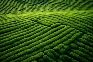 Tea field top view texture work scene. Generate Ai photo