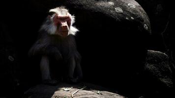 animal chimpancé mono en rocas en zoo foto