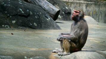 Animal Chimpanzee Monkey on Rocks in Zoo photo