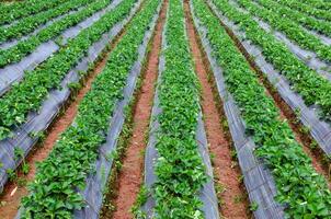 Fresh strawberry plants in the farm landscape, Rural farm with strawberries bush, Strawberry fruits on the branch, Agriculture farm of the strawberry field of biotechnology. photo