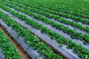 Fresh strawberry plants in the farm landscape, Rural farm with strawberries bush, Strawberry fruits on the branch, Agriculture farm of the strawberry field of biotechnology. photo