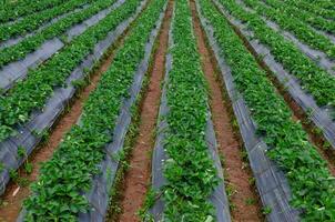 Fresh strawberry plants in the farm landscape, Rural farm with strawberries bush, Strawberry fruits on the branch, Agriculture farm of the strawberry field of biotechnology. photo