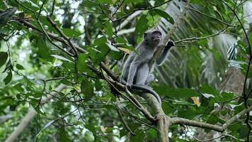 monos escalada árboles, saltando desde rama a rama video