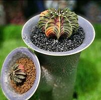 a green cactus plant in a pot with other plants photo