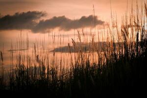 Silhouette of grass on sunset background. Selective focus. photo