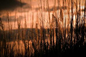 Silhouette of grass field at sunset in the evening time. photo