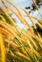 Grass flower in the field at sunset time. Nature background. photo