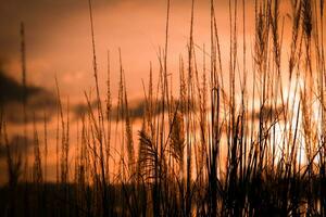 Silhouette of grass field at sunset in the evening time. photo