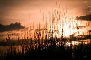 silueta de césped en puesta de sol antecedentes. selectivo enfocar. foto