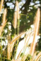 césped flor en el jardín con luz de sol fondo, pennisetum pedicelado. foto