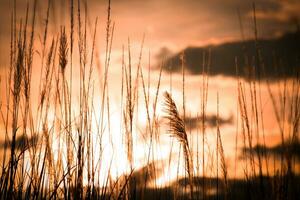 silueta de césped campo a puesta de sol en el noche tiempo. foto