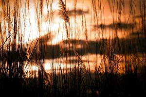 Silhouette of grass field at sunset in the evening time. photo