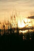 Silhouette of grass flower on sunset background. vintage tone. photo