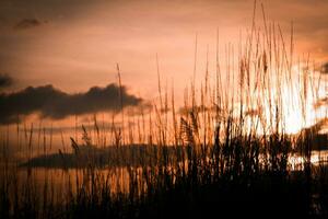 Silhouette of grass on sunset background. Selective focus. photo