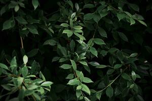 Dark green leaf backdrop, dark tone, small leaves, tropical leaves, dark green leaf wallpaper. photo