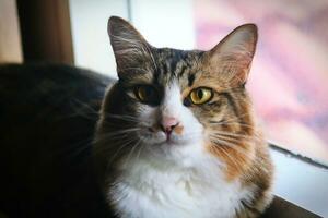 Cute cat looking at the camera. Selective focus on eyes. photo